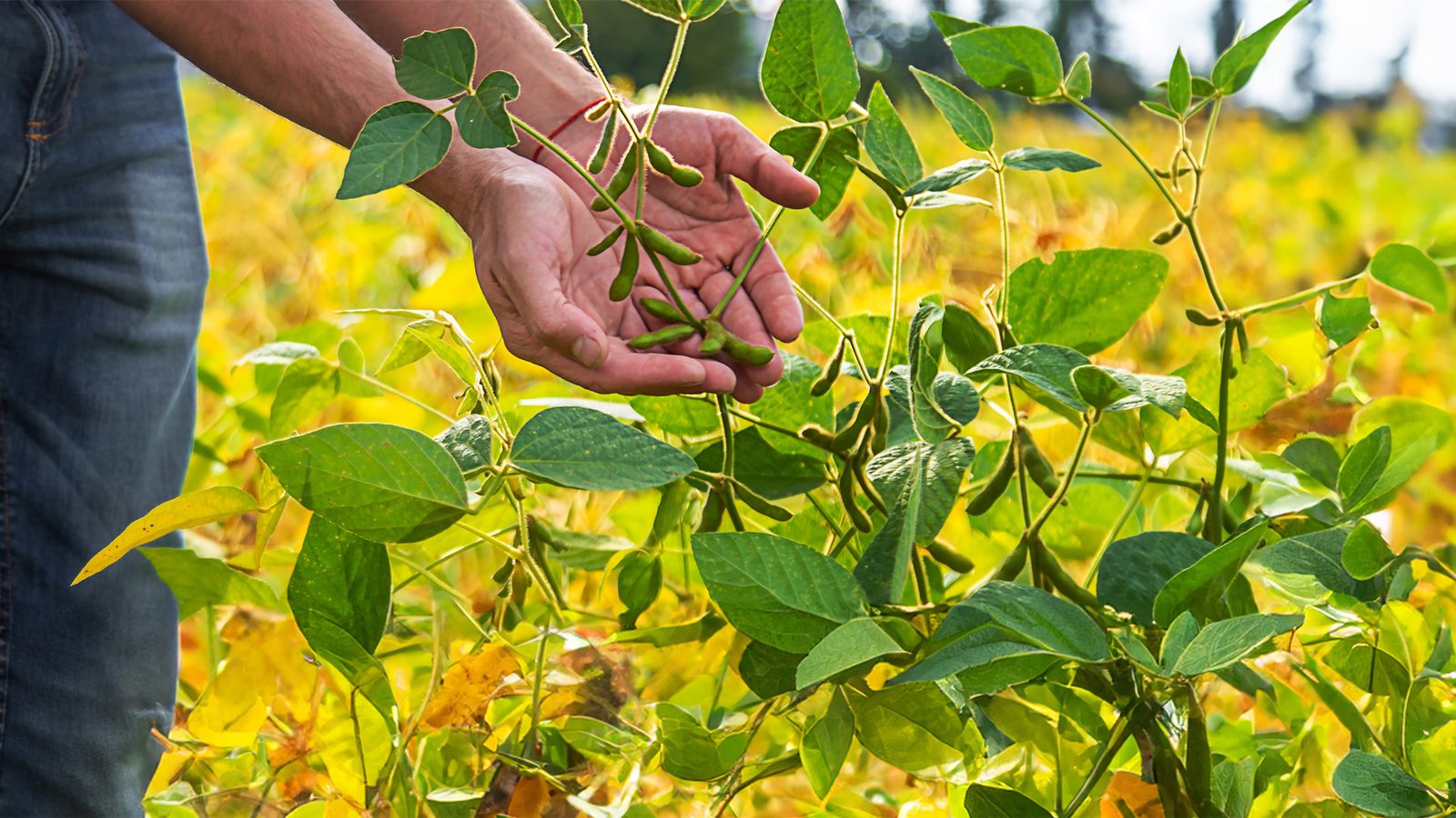 Fenalce busca aumentar la producción de soya en el país para favorecer la demanda interna de este grano