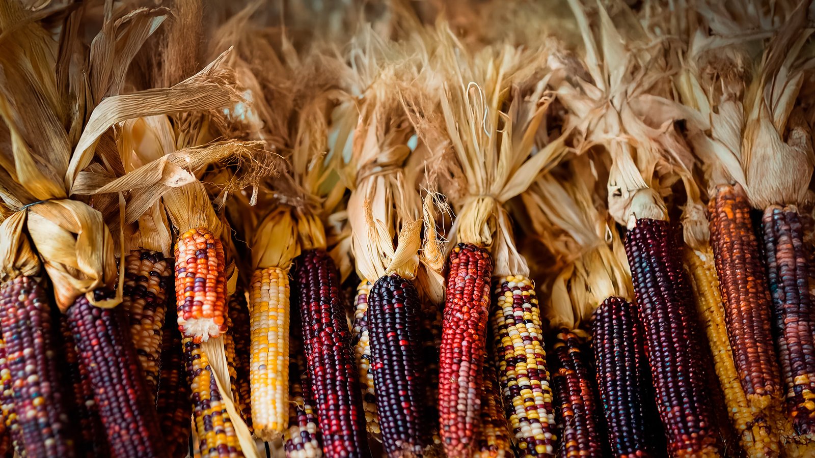 Fenalce y el CIMMYT de México firman acuerdo de cooperación para potenciar los sectores de cereales y leguminosas en Colombia